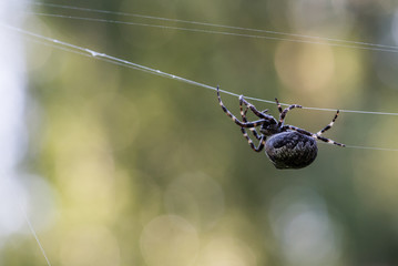 Cross-spider (female) walking on it's cobweb
