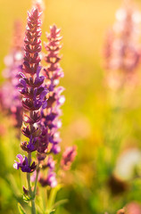 Lavendel in der goldenen Stunde