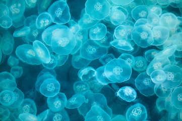 Abstract, blue, fluorescent, glowing jellyfish