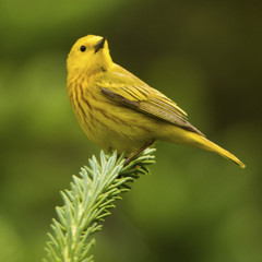 Breeding Yellow Warbler in Canada
