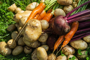 Vintage carrots, beets and potatoes. Natural background of fresh vegetables. Selective focus. Horizontal.