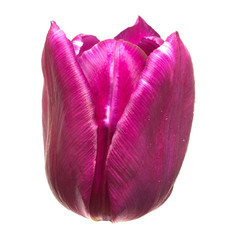Beautiful purple tulip flower isolated on white background. Flat lay, top view