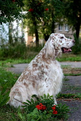 Spotty english setter, white big dog on bright summer background in vintage style