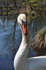 cygne