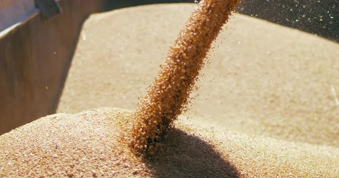 Harvested grain is being sent to the granary