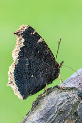Nymphalis antiopa - mourning cloak