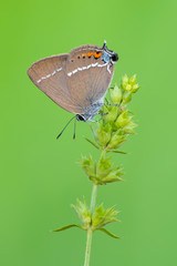 Satyrium spini - blue spot hairstreak
