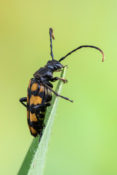 Leptura quadrifasciata - Longhorn beetle