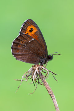 Erebia ligea - Arran brown