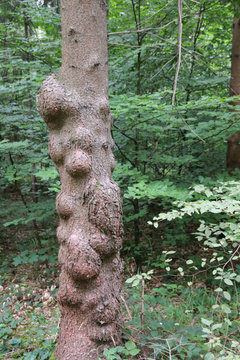 Buckliger Baum