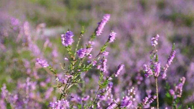 Heidebl&uuml;ten
