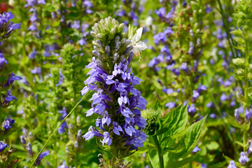 Prachtlobelie (lobelia speciosa fan blue