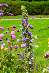 Prachtlobelie (lobelia speciosa fan blue