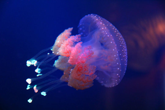 Barrel jellyfish