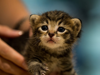 Three weeks little kitten on vet cabinet
