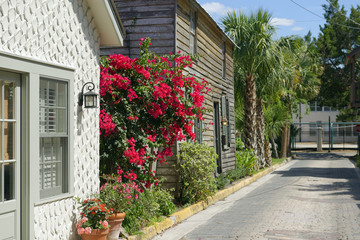 Fototapeta na wymiar Colorful Bougainvillea in bloom in quaint Old St. Augustine, Florida, U.S.A.