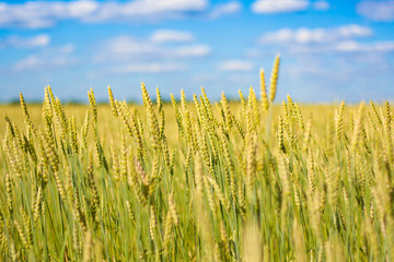 Obraz premium field with gold ears of wheat
