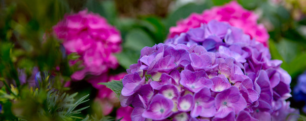 Pink and Blue Hydrangeas background.