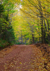 Clay dirt road in the fall in rural Prince Edward Island, Canada.