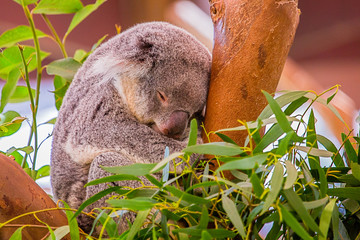 Koala © Eric