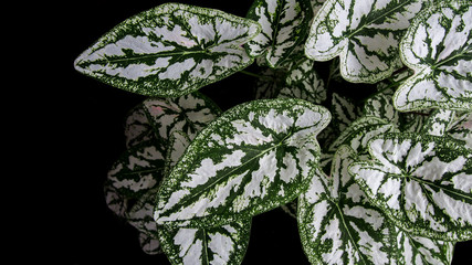 Heart shaped green leaves mottled with white of Caladium 'Mini White' (Caladium humboldtii), the decorative tropical foliage plant on black background.