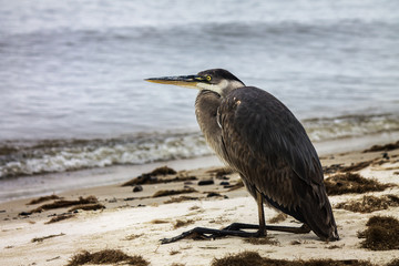 Heron on seashore
