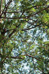 Tree texture.