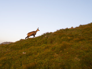Mountain goat on the mountainside