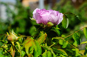 Peony blossoming in garden