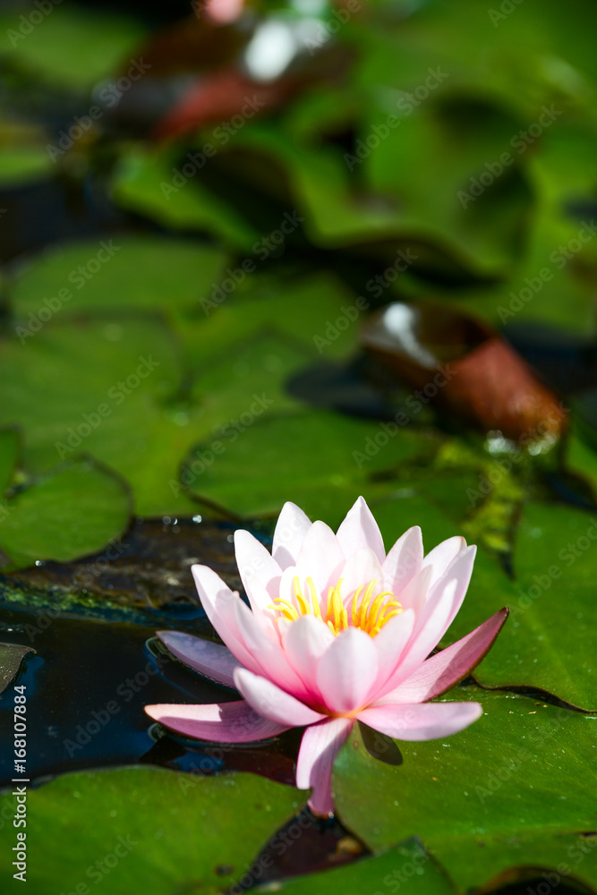 Wall mural lotus flower