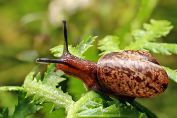 Snail
