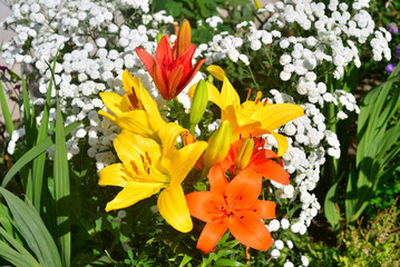 A beautiful flowerbed with yellow and orange lily flowers against a yarrow background in the...