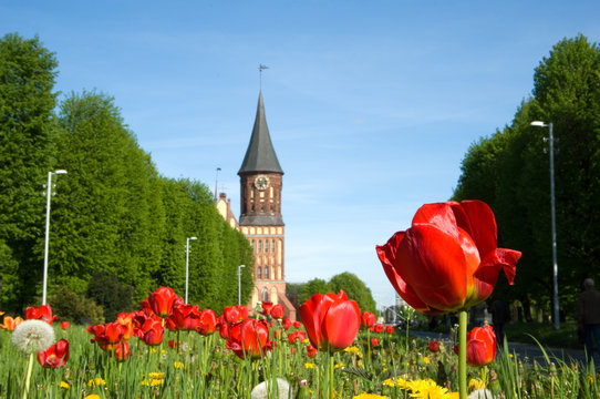 The View Of The Cathedral, Kaliningrad, Russian Federation