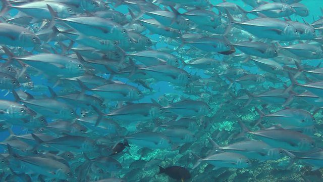 School of Big-eye Trevallies on a colorful coral reef. 4k footage
