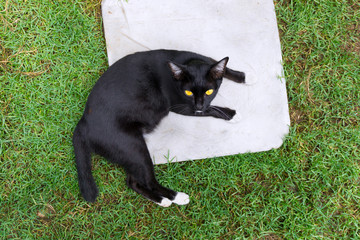 Cute black cat lying on green grass lawn,top view