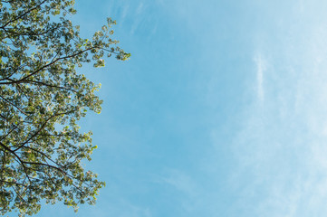 Green tree with blue sky.background