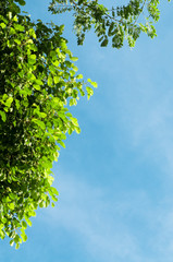 Green tree with blue sky.background