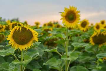 Flowering sunflowers in farm against beautiful sky during sunset.