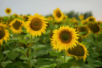 Obraz premium Sunflowers farm against sky during sunset. August evening after the rain. Beautiful summer background on different topics.
