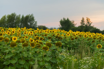 Farmer field of flowering sunflowers against background of the sunset. August, evening after the rain. Beautiful natural summer background on different topics