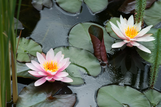 Fototapeta lotus flower