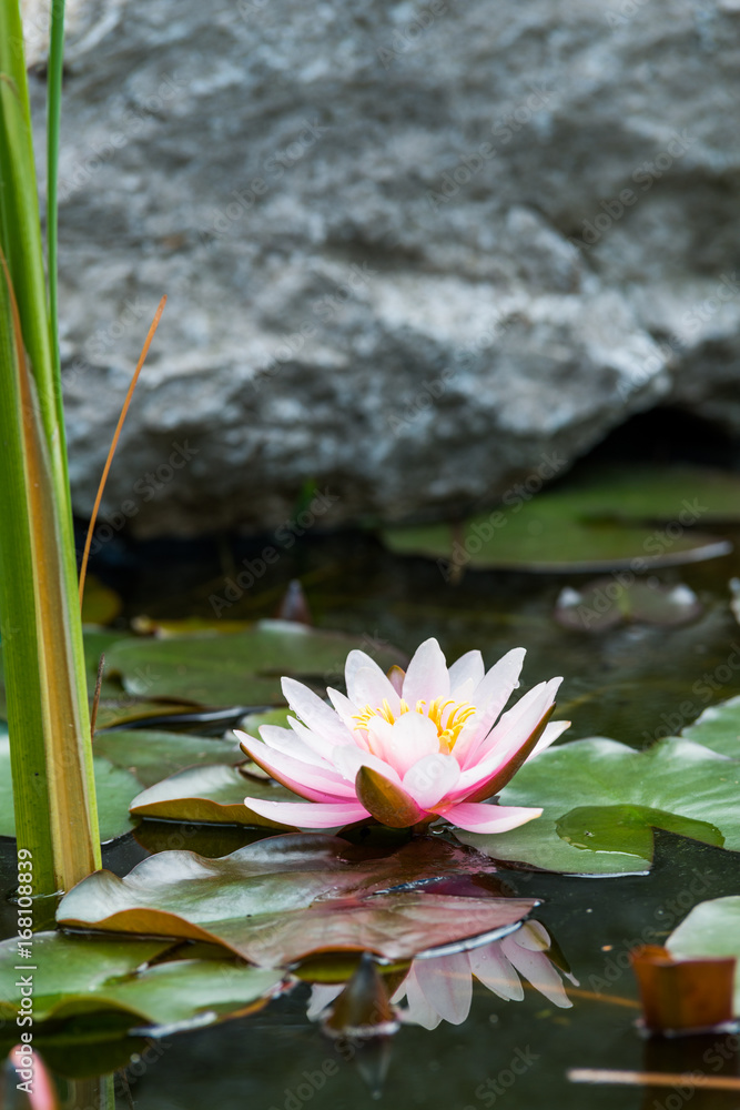 Wall mural lotus flower