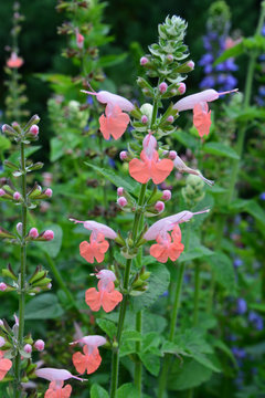 Scharlach Salbei (salvia coccinea coral nymphe)