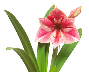 A bouquet of amaryllis pink flowers isolated on white background. Flowering, spring, beautiful. Hippeastrum Gervase