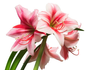A bouquet of amaryllis pink flowers isolated on white background. Flowering, spring, beautiful....