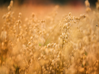 Fototapeta premium Field of oats