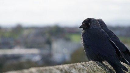 Krähen am Rock of Cashel, Irland
