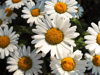 Fototapeta premium Chamomile