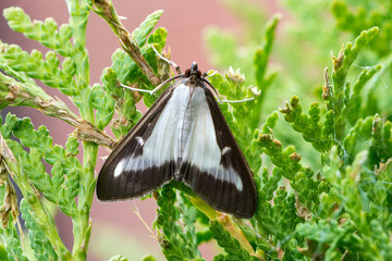 Adult box tree moth or Cydalima perspectalis - obrazy, fototapety, plakaty