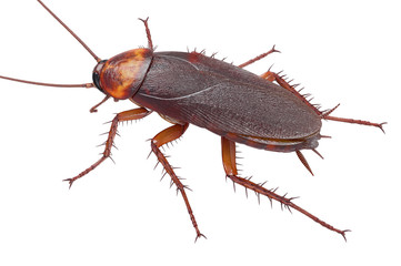 Cockroach bug american brown pest. 3D rendering